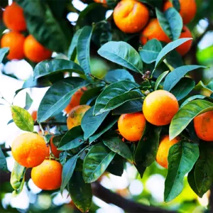 Buy Chinese orange plant (airlayer) - Nursery Nisarga