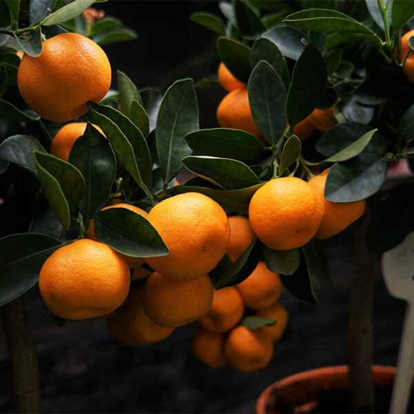 Chinese orange plant (airlayer) - Nursery Nisarga