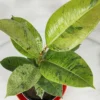 Buy Ficus Elastica Shrivereiana, variegated Rubber plant, the rubber fig - Nursery Nisarga