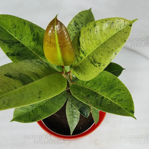 Buy Ficus Elastica Shrivereiana, variegated Rubber plant, the rubber fig - Nursery Nisarga