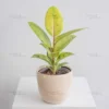 Buy Ficus Elastica Shrivereiana, variegated Rubber plant, the rubber fig - Nursery Nisarga