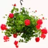 Buy coconut husk hanging basket (Coir) - Nursery Nisarga