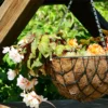 Buy coconut husk hanging basket (Coir) - Nursery Nisarga