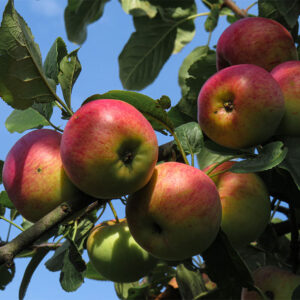 Grafted Apple Plant, Hot climate apple variety online -Nursery Nisarga
