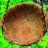 Buy coconut husk hanging basket (Coir) - Nursery Nisarga