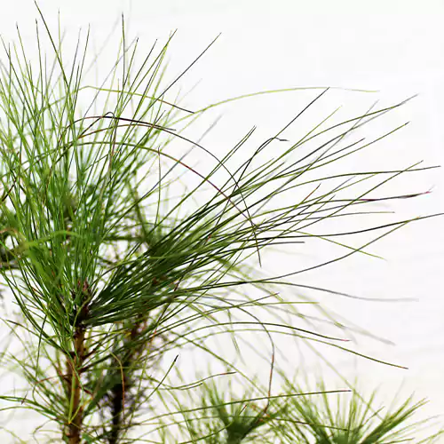 Buy Himalayan Pine, Pinus Wallichiana - Nursery Nisarga
