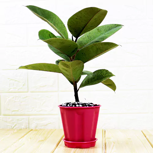 Buy Ficus Elastica Shrivereiana, variegated Rubber plant, the rubber fig - Nursery Nisarga