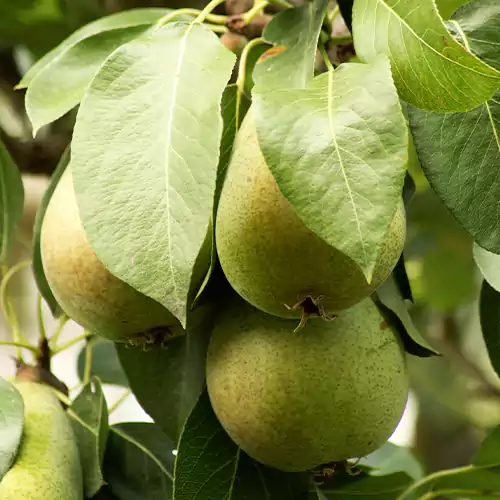 Buy pear plant online at Nursery Nisarga