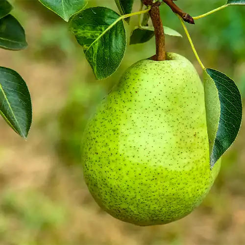 Buy pear plant online at Nursery Nisarga