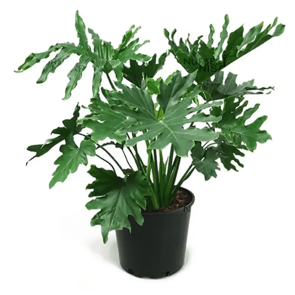 Buy Philodendron Selloum, "Hope" Selloum (bipinnatifidum) From Nursery Nisarga