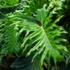 Buy Philodendron Selloum plant (giant size) online at Nursery Nisarga