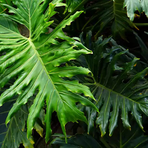 Buy Philodendron Selloum plant (giant size) online at Nursery Nisarga