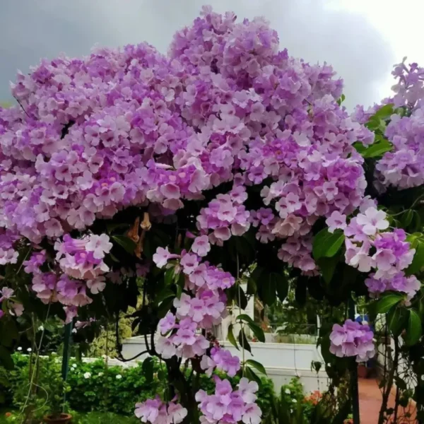 Buy Garlic Vine, Mansoa Alliacea - Plant from Nursery Nisarga