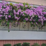 Buy Garlic Vine, Mansoa Alliacea - Plant from Nursery Nisarga