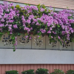 Buy Garlic Vine, Mansoa Alliacea - Plant from Nursery Nisarga
