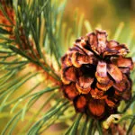 Buy Casuarina Equisetifolia, Australian Pine Tree - Nursery Nisarga