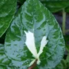 Buy Variegated Maghai Paan - online - Nursery Nisarga