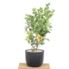 Buy Chinese Orange Plant/China Orange (Air layered) from nursery nisarga