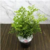 Buy Dwarf Mini Kamini - online - Nursery Nisarga