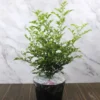 Buy Dwarf Mini Kamini - online - Nursery Nisarga