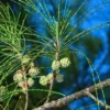 Buy Casuarina equisetifolia, Australian pine tree from nursery nisarga