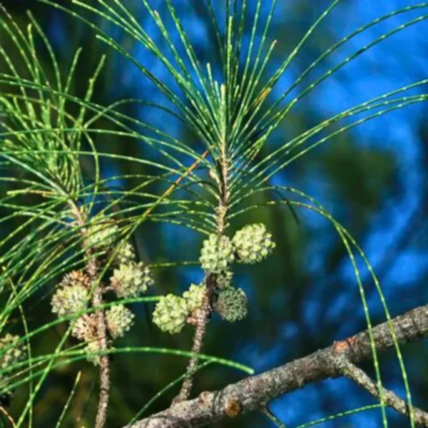 Buy Casuarina equisetifolia, Australian pine tree from nursery nisarga