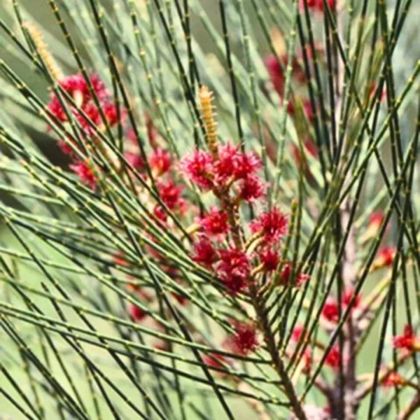 Buy Casuarina equisetifolia, Australian pine tree from nursery nisarga