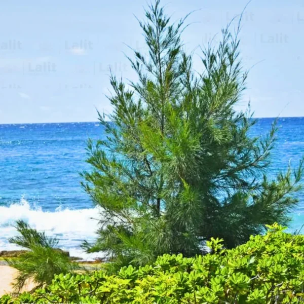 Buy Casuarina equisetifolia, Australian pine tree from nursery nisarga