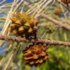 Buy Casuarina equisetifolia, Australian pine tree from nursery nisarga