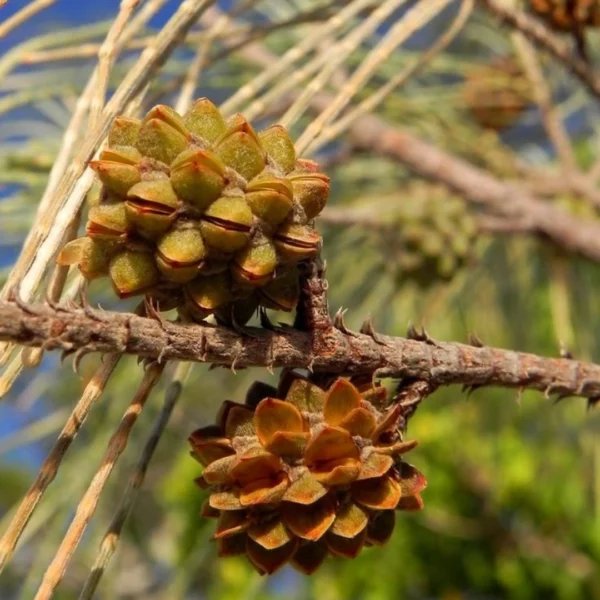 Buy Casuarina equisetifolia, Australian pine tree from nursery nisarga
