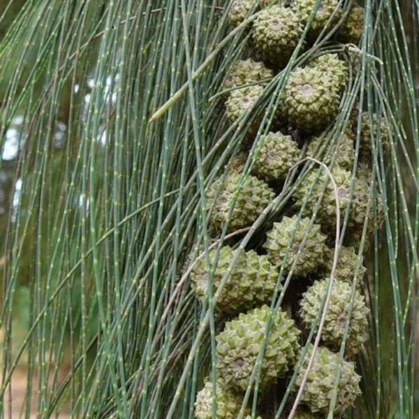 Buy Casuarina equisetifolia, Australian pine tree from nursery nisarga