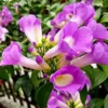 Buy Garlic Vine, Mansoa Alliacea - Plant from nursery nisarga