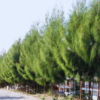 Buy Casuarina equisetifolia, Australian pine tree from nursery nisarga