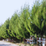 Buy Casuarina equisetifolia, Australian pine tree from nursery nisarga