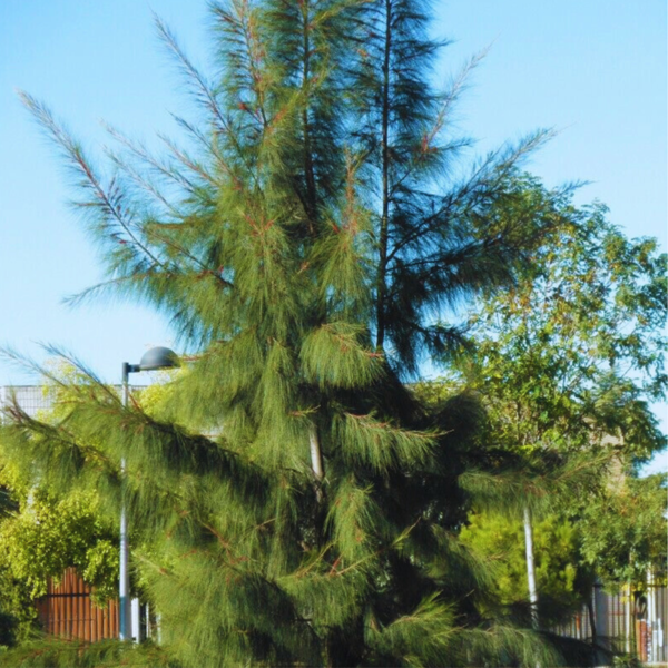Buy Casuarina equisetifolia, Australian pine tree from Nursery Nisarga