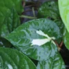 Buy Variegated Maghai Paan - online - Nursery Nisarga