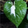 Buy Variegated Maghai Paan - online - Nursery Nisarga