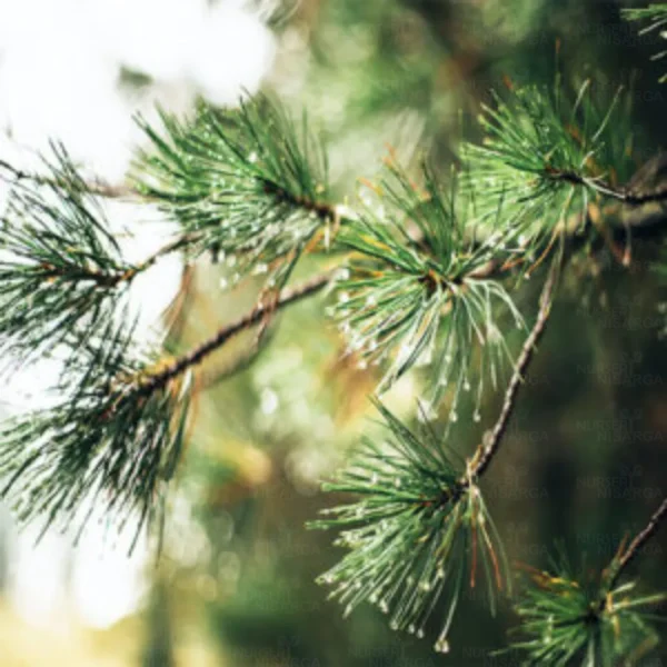 Buy Casuarina Equisetifolia, Australian Pine Tree - Nursery Nisarga