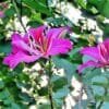 Buy Bauhinia, Kachnar plant, orchid tree - Nursery Nisarga