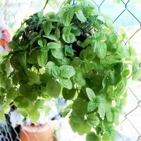 Buy Creeping Charlie, Pilea nummulariifolia - plant online - Nursery Nisarga