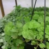 Buy Creeping Charlie, Pilea nummulariifolia - plant online - Nursery Nisarga