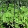 Buy Creeping Charlie, Pilea nummulariifolia - plant online - Nursery Nisarga