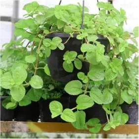 Buy Creeping Charlie, Pilea nummulariifolia - plant online - Nursery Nisarga