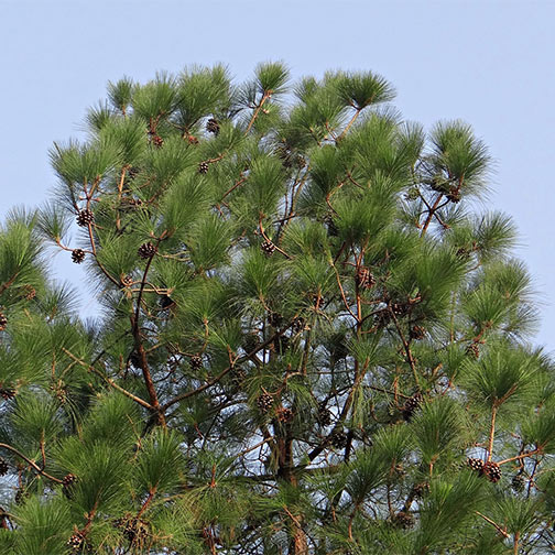 Buy Himalayan Pine, Pinus Wallichiana - Nursery Nisarga