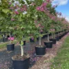 Buy Bauhinia Blakeana,Orchid Tree “Kovidara” kachnar Plant from Nursery Nisarga