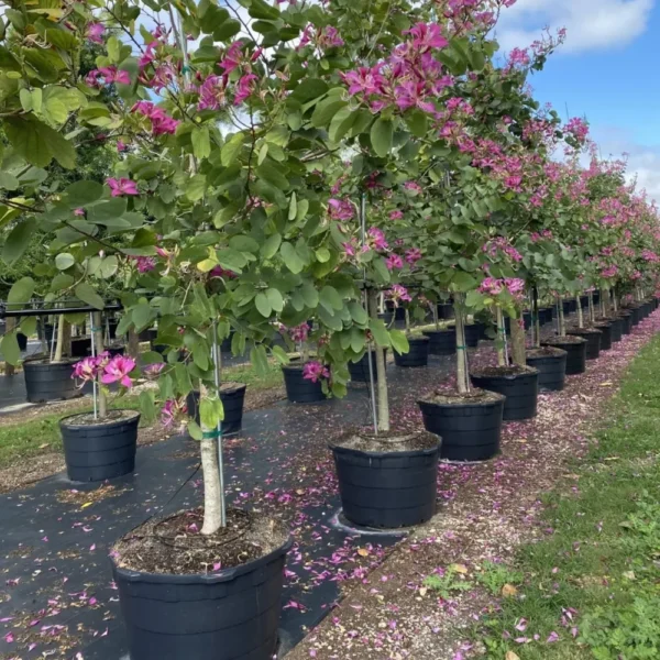 Buy Bauhinia Blakeana,Orchid Tree “Kovidara” kachnar Plant from Nursery Nisarga