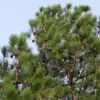 Buy Himalayan Pine, Pinus Wallichiana - Nursery Nisarga