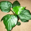 Buy Alocasia Cucullata (Hooded Dwarf Elephant Ear) Plant - Nursery Nisarga