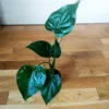 Buy Alocasia Cucullata (Hooded Dwarf Elephant Ear) Plant - Nursery Nisarga