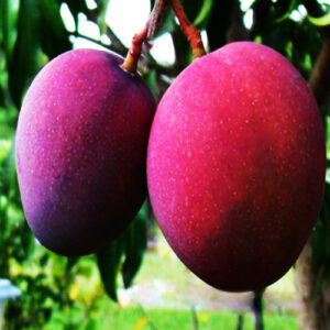Buy Black Mango (Tommy Atkins) Plant - Nursery Nisarga